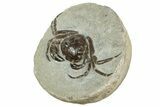 Fossil Crab (Pulalius) In Concretion - Washington #240461-2